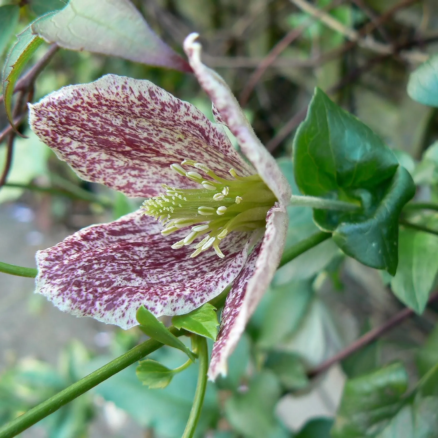 Clematis cirrhosa 'Freckles'