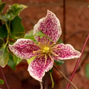 Clematis cirrhosa 'Freckles'